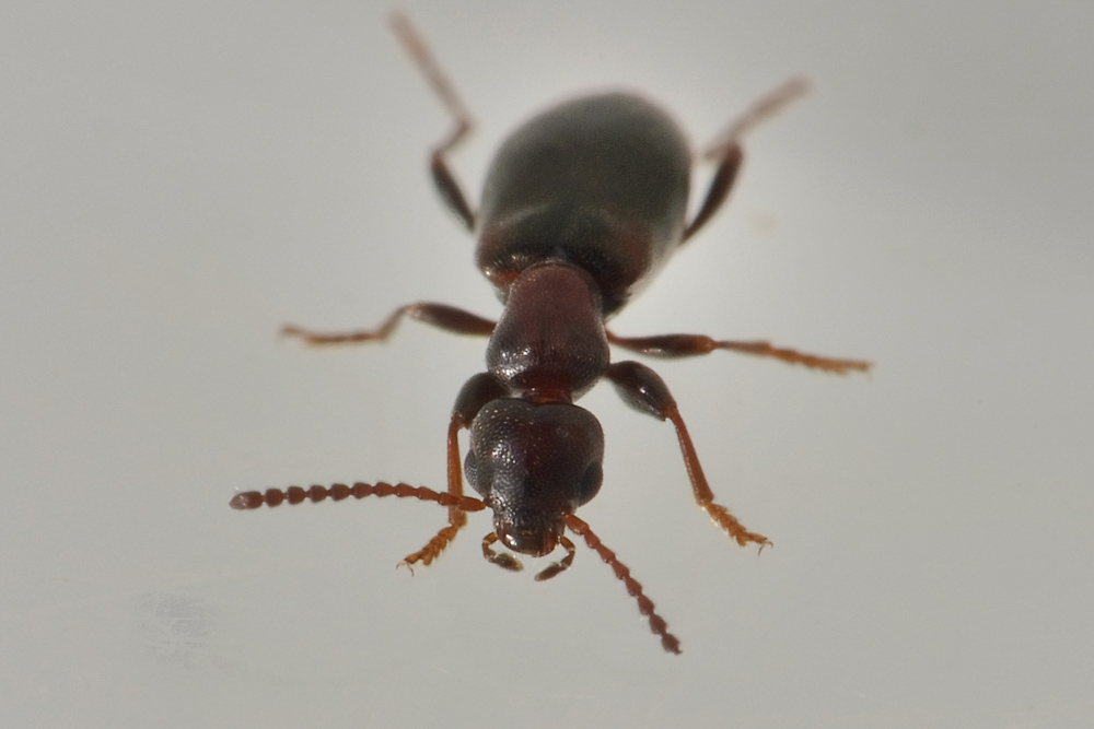 Anthicidae:  Omonadus floralis
